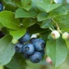 Fast Growing Trees Aurora Blueberry Bush - USDA Organic Blueberry Bushes