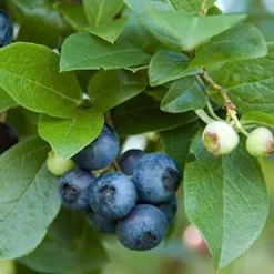 Fast Growing Trees Aurora Blueberry Bush - USDA Organic Blueberry Bushes