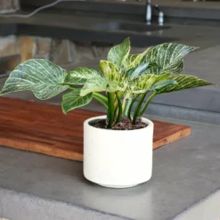 Fast Growing Trees Birkin Philodendron Plant