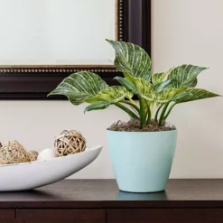 Fast Growing Trees Birkin Philodendron Plant