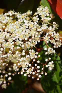 Fast Growing Trees Fraser Photinia - Tree Form