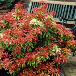 Fast Growing Trees Pieris Mountain Fire Plant See All Shrubs & Hedges