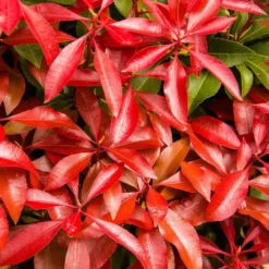 Fast Growing Trees Pieris Mountain Fire Plant See All Shrubs & Hedges