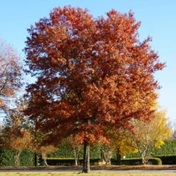 Fast Growing Trees Pin Oak Tree