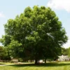 Fast Growing Trees Pin Oak Tree