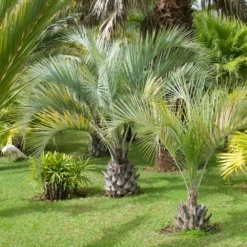 Fast Growing Trees Palm Trees Pindo Palm 8 Fast Growing Trees Palm Trees Pindo Palm