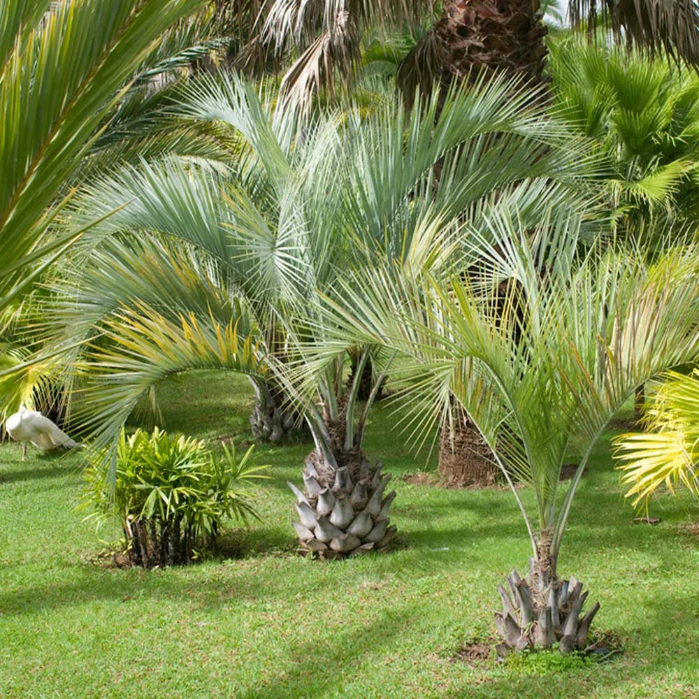 Fast Growing Trees Palm Trees Pindo Palm 5 Fast Growing Trees Palm Trees Pindo Palm