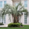 Fast Growing Trees Palm Trees Pindo Palm