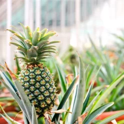 Fast Growing Trees Sugarloaf Pineapple Plant See All Fruit Trees