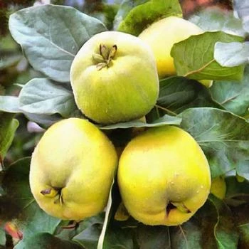 Fast Growing Trees Shop Indoor & Patio Fruit Pineapple Quince Tree 3 Fast Growing Trees Shop Indoor & Patio Fruit Pineapple Quince Tree