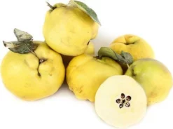 Fast Growing Trees Shop Indoor & Patio Fruit Pineapple Quince Tree 7 Fast Growing Trees Shop Indoor & Patio Fruit Pineapple Quince Tree