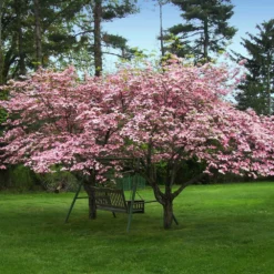 Fast Growing Trees Pink Dogwood
