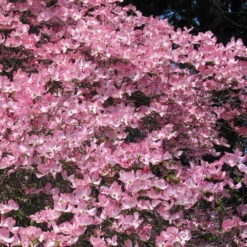 Fast Growing Trees Pink Dogwood