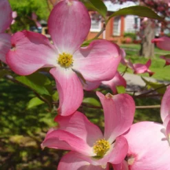 Fast Growing Trees Pink Dogwood