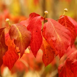 Fast Growing Trees Pink Dogwood