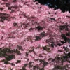 Fast Growing Trees Pink Dogwood