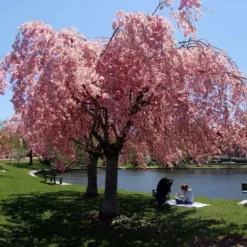 Fast Growing Trees Cherry Blossom Trees Pink Weeping Cherry Tree