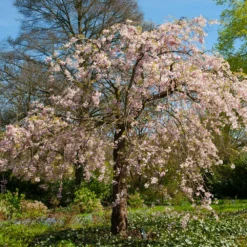 Fast Growing Trees Cherry Blossom Trees Pink Weeping Cherry Tree