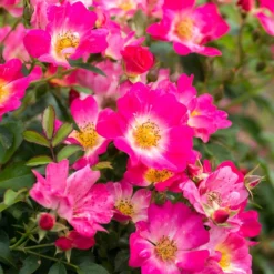 Fast Growing Trees Pink Drift® Rose