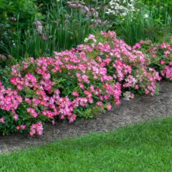 Fast Growing Trees Pink Drift® Rose