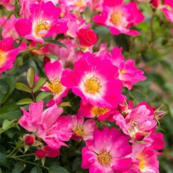 Fast Growing Trees Pink Drift® Rose