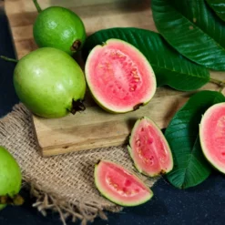 Fast Growing Trees Tropical Pink Guava Tree