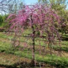 Fast Growing Trees Pink Heartbreaker Redbud Tree Redbud Trees 2 Fast Growing Trees Pink Heartbreaker Redbud Tree Redbud Trees