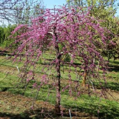 Fast Growing Trees Pink Heartbreaker Redbud Tree Redbud Trees
