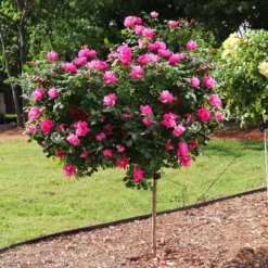 Fast Growing Trees Rose Trees Pink Knock Out® Rose Tree