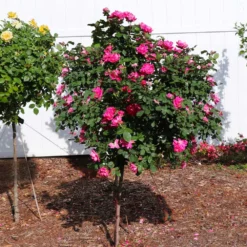 Fast Growing Trees Rose Trees Pink Knock Out® Rose Tree