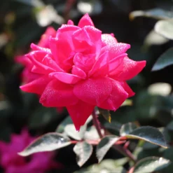 Fast Growing Trees Rose Trees Pink Knock Out® Rose Tree