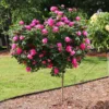 Fast Growing Trees Rose Trees Pink Knock Out® Rose Tree 2 Fast Growing Trees Rose Trees Pink Knock Out® Rose Tree