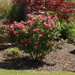 Fast Growing Trees Roses Double Pink Knock Out® Rose