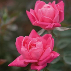Fast Growing Trees Roses Double Pink Knock Out® Rose