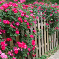 Fast Growing Trees Roses Double Pink Knock Out® Rose