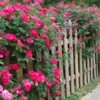 Fast Growing Trees Roses Double Pink Knock Out® Rose