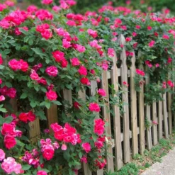 Fast Growing Trees Roses Double Pink Knock Out® Rose
