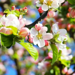 Fast Growing Trees Pink Lady® Apple Tree 10 Fast Growing Trees Pink Lady® Apple Tree