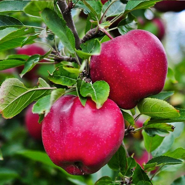 Fast Growing Trees Pink Lady® Apple Tree 3 Fast Growing Trees Pink Lady® Apple Tree
