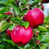 Fast Growing Trees Pink Lady® Apple Tree 1 Fast Growing Trees Pink Lady® Apple Tree