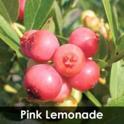 Fast Growing Trees 3-in-1 Blueberry Bush (Northern Highbush) Blueberry Bushes