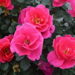 Fast Growing Trees Rose Trees Pink Miracle™ Rose Tree