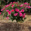 Fast Growing Trees Rose Trees Pink Miracle™ Rose Tree