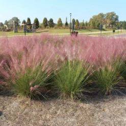 Fast Growing Trees Pink Muhly Grass Ornamental Grasses