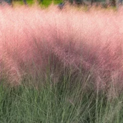 Fast Growing Trees Pink Muhly Grass Ornamental Grasses