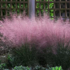 Fast Growing Trees Pink Muhly Grass Ornamental Grasses