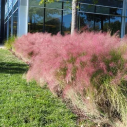 Fast Growing Trees Pink Muhly Grass Ornamental Grasses