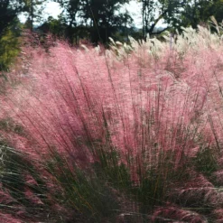 Fast Growing Trees Pink Muhly Grass Ornamental Grasses