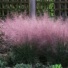 Fast Growing Trees Pink Muhly Grass Ornamental Grasses