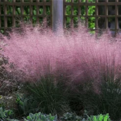 Fast Growing Trees Pink Muhly Grass Ornamental Grasses